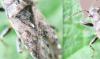 Heterogaster urticae